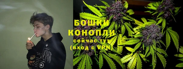 сатива Новокубанск